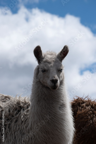 Llama (Alpaca) blanca en la montaña, fondo de cielo con nubes, retrato, rostro, Ecuador