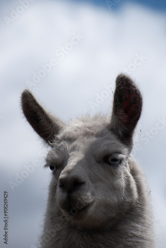 Llama (Alpaca) blanca en la montaña, fondo de cielo con nubes, retrato, rostro, Ecuador