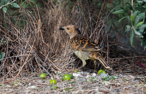 Foto Spotted bowerbird at its bower in western Queensland, Australia.
