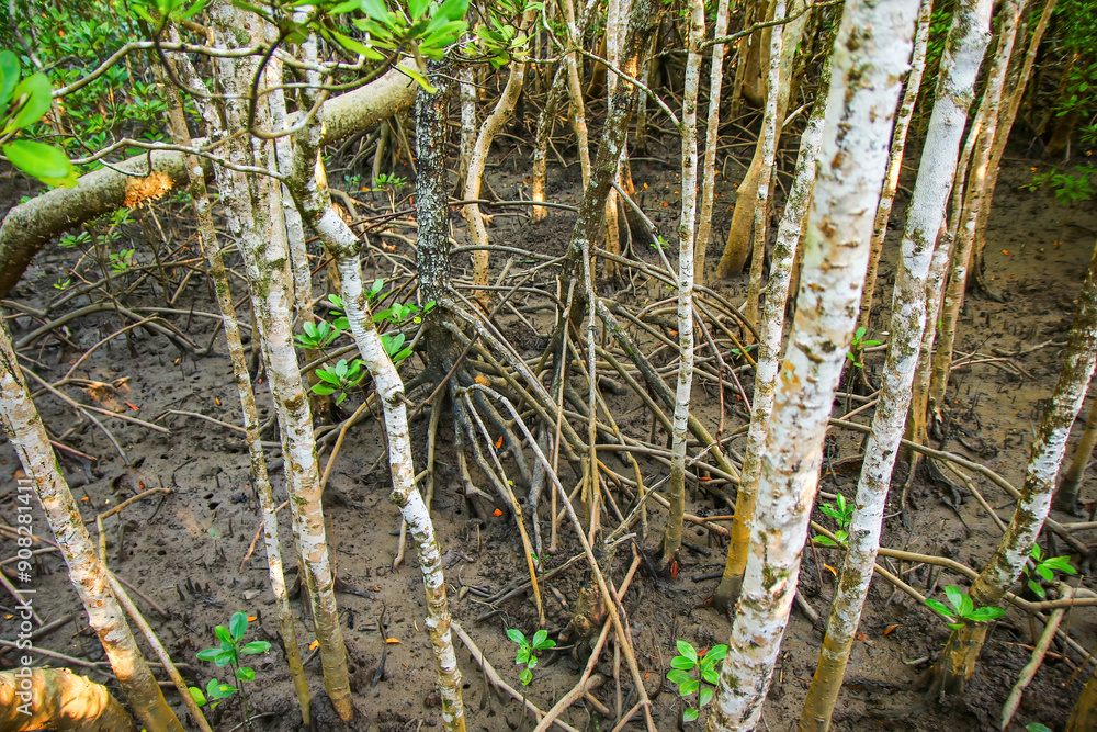 Jack Barnes Bicentennial Mangrove Boardwalk in a coastal area of the Coral Sea in Cairns, Northern Queensland, Australia Jack Barnes Bicentennial Mangrove Boardwalk in a coastal area of the Coral Sea in Cairns, Northern Queensland, Australia