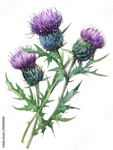 Watercolor Purple Thistle Isolated on White Background. Beautiful Thistle Flower
