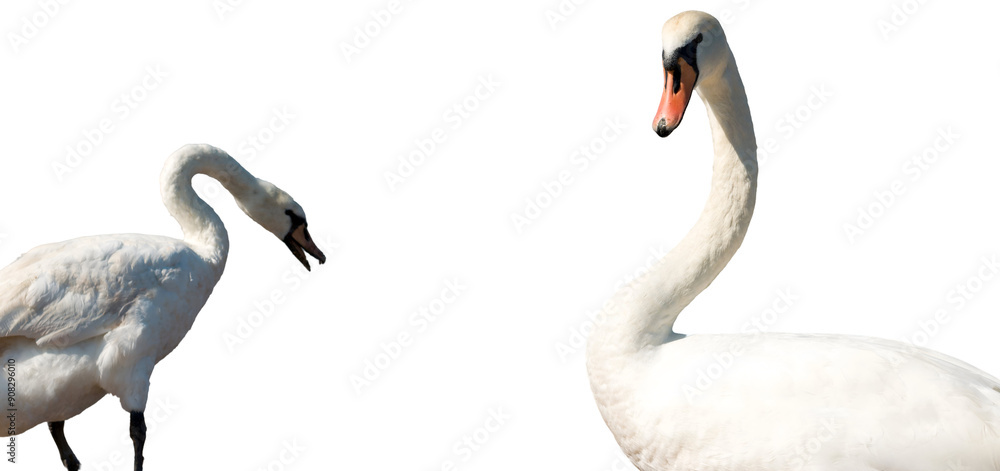 Fototapeta premium Two Swans in Profile