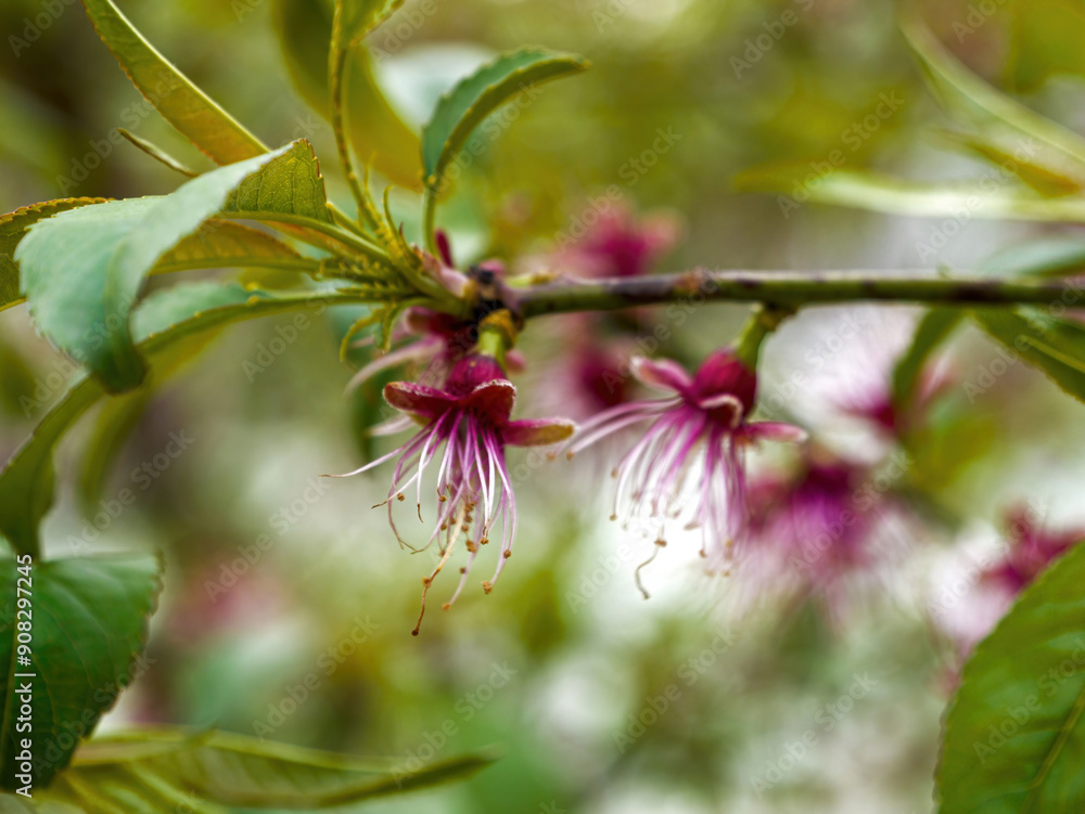 Delicate pink and white peach blossom flowers with long, thin stamens hang from a branch with green leaves, set against a softly blurred natural background Delicate pink and white peach blossom flowers with long, thin stamens hang from a branch with green leaves, set against a softly blurred natural background