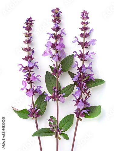 Clary Sage Isolated on White Background. Beautiful Clary Sage Flower