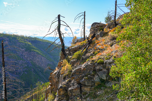 Charred trees in Myra Canyon, a valley crossed by the Kettle Valley Rail Trail south of Kelowna on Okanagan Mountain, British Columbia, Canada photo