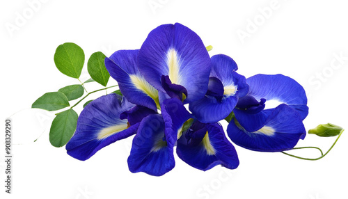 butterfly pea flower isolated on white background photo