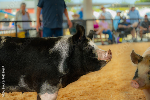 2024-08-02 A PROFILE SHOT OF A LARGE BLACK AND WHITE PIG IN ASHOW RING AT THE STANWOOD CAMANO ISLAND FAIR 