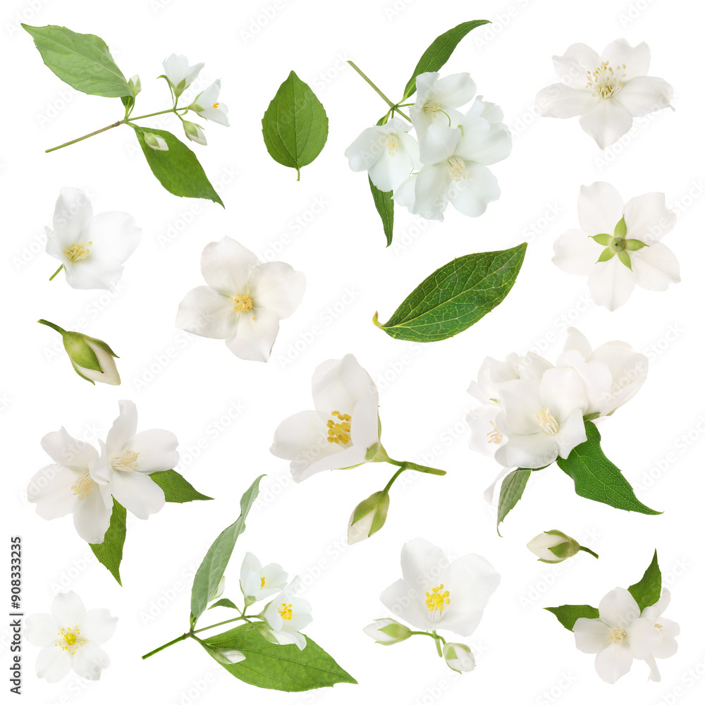 Obraz premium Jasmine flowers and green leaves isolated on white, set