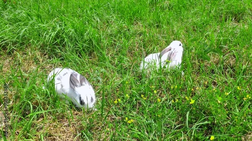 Wallpaper Mural Our rabbits are in the yard of our house Torontodigital.ca