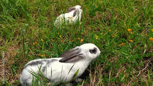 Wallpaper Mural Our rabbits are in the yard of our house Torontodigital.ca