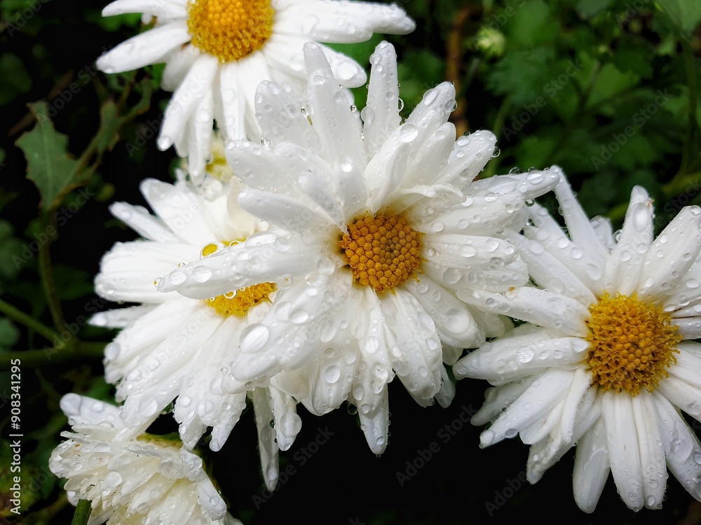 Fototapeta premium White Daisy flowers in the morning full of dew drops 