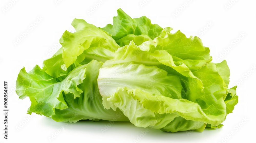 Fresh Lettuce