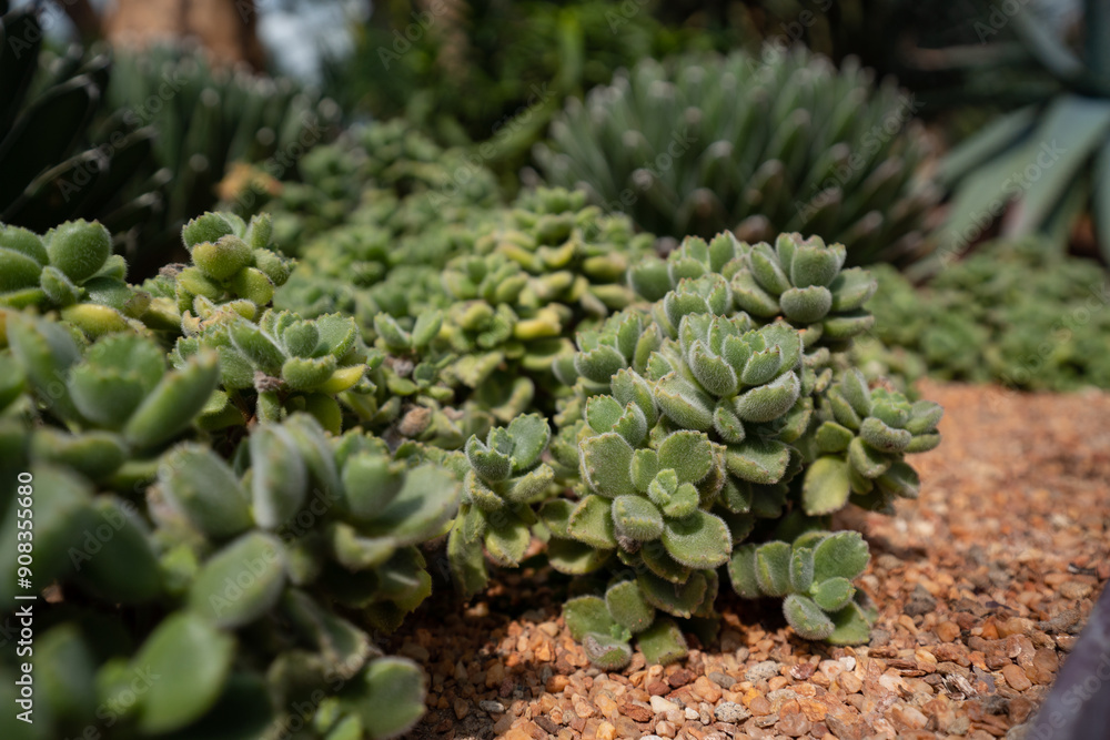 Fototapeta premium Cotyledon Tomentosa succulent plant close up in the garden