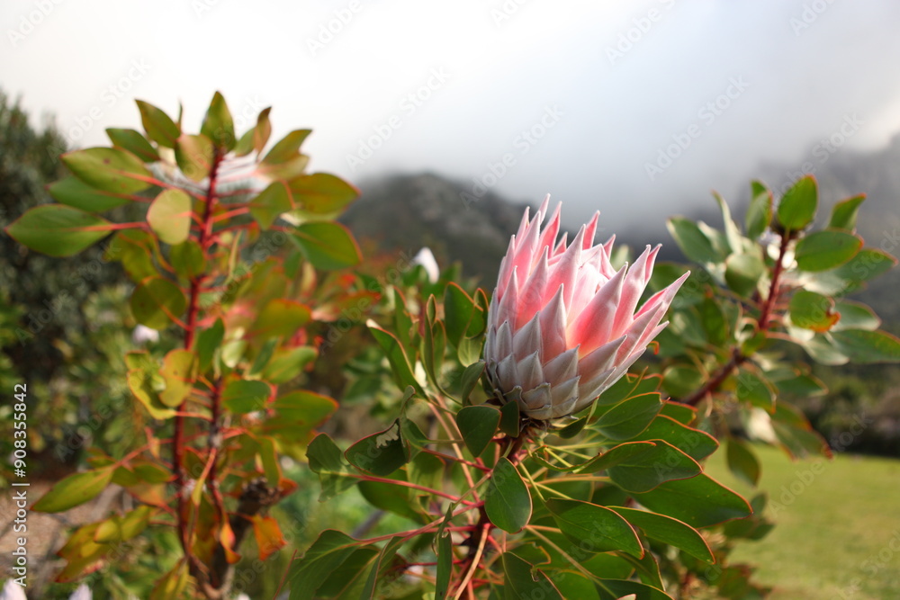 Naklejka premium Ready to bloom Pink Protea flower (sugarbushes) close up with isolated black background