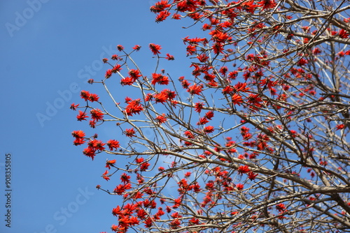 Red Erythrina Caffra flower blooming on coral tree photo