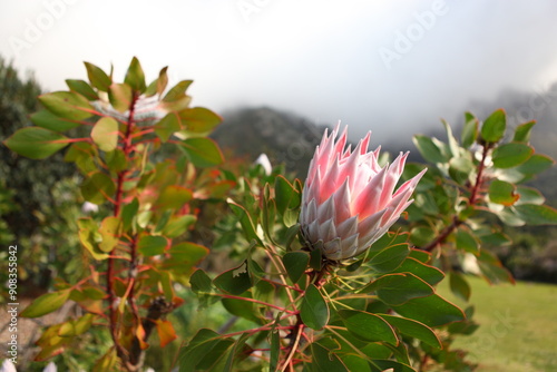 Ready to bloom Pink Protea flower (sugarbushes) close up with isolated black background photo