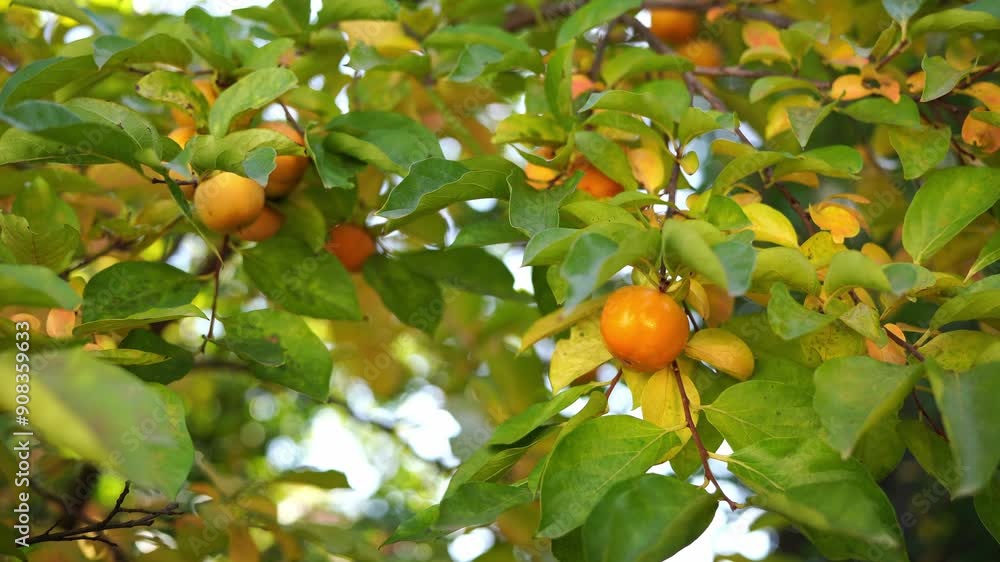 Ripe persimmon hanging on the green branches of a tree in the garden. High quality 4k footage