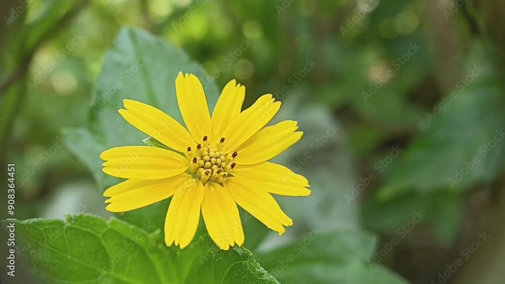 The wadelia flower wild plant has various health benefits The wadelia flower wild plant has various health benefits