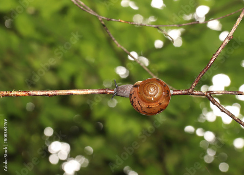 Looking up at a large land snail (family Polygyridae) hanging from a stick with the green leaves of the forest canopy above it.  Photographed in South Carolina.  photo