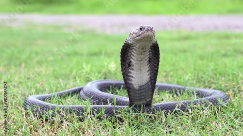 Venomous snake dangerous. A black Brown Banded Cobra - Naja fuxi on the green grass.