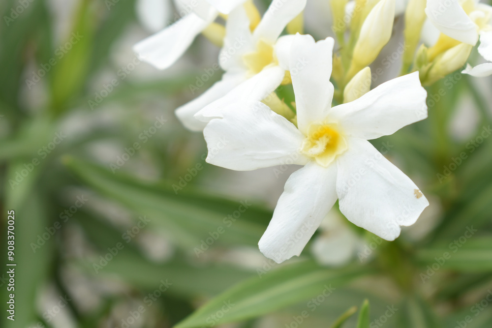 Nerium oleander in bloom, White siplicity bunch of flowers and green leaves on branches, Nerium Oleander shrub white flowers, ornamental shrub branches in daylight, bunch of flowers closeup Nerium oleander in bloom, White siplicity bunch of flowers and green leaves on branches, Nerium Oleander shrub white flowers, ornamental shrub branches in daylight, bunch of flowers closeup