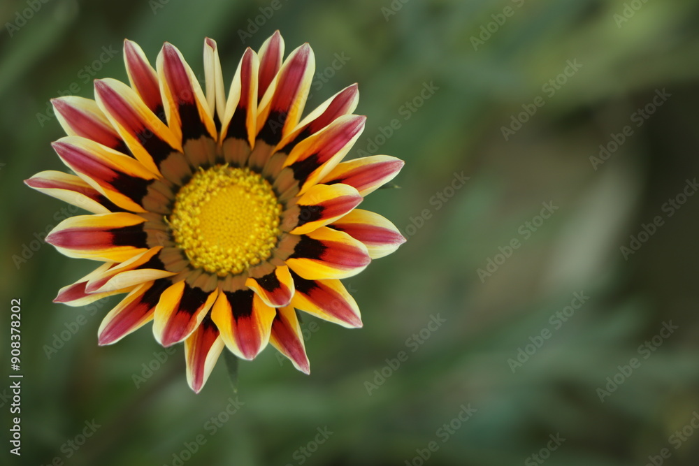 Gazania flower closeup with multiple colors Gazania flower closeup with multiple colors