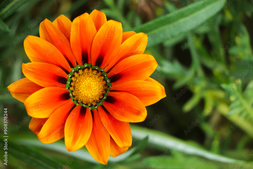 Orange gazania flower closeup with copy space Orange gazania flower closeup with copy space