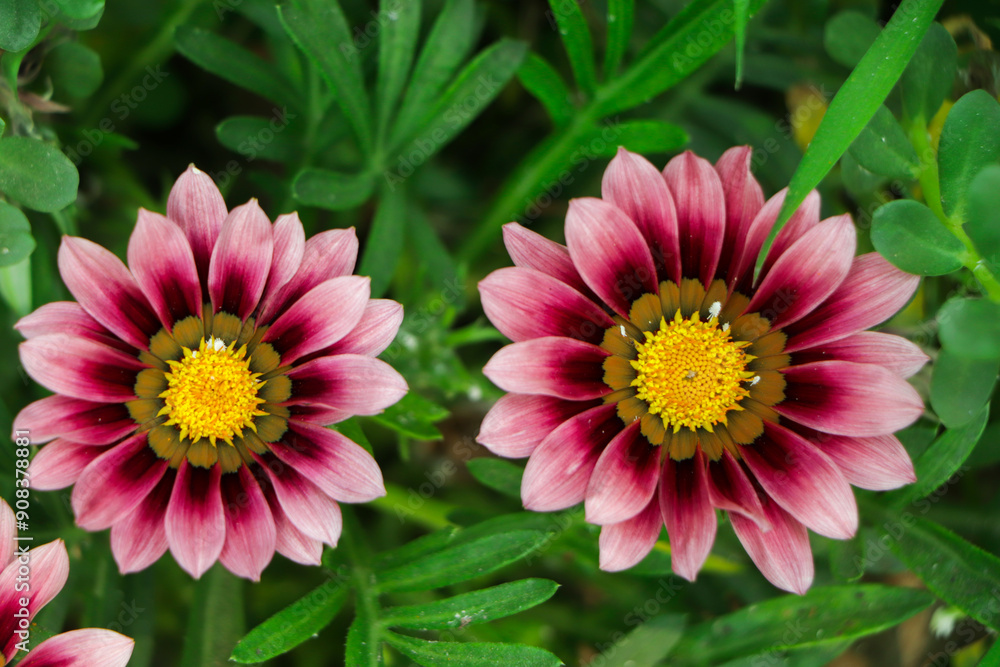 Obraz premium Pair of pink gazania with green leaf on background