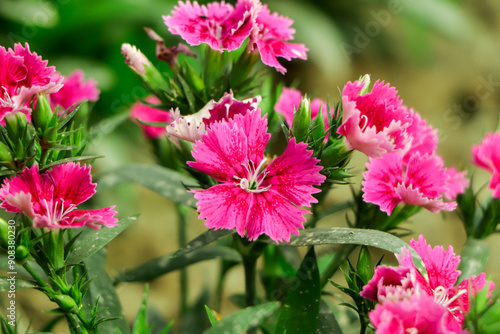 Closeup pink dianthus flower in garden