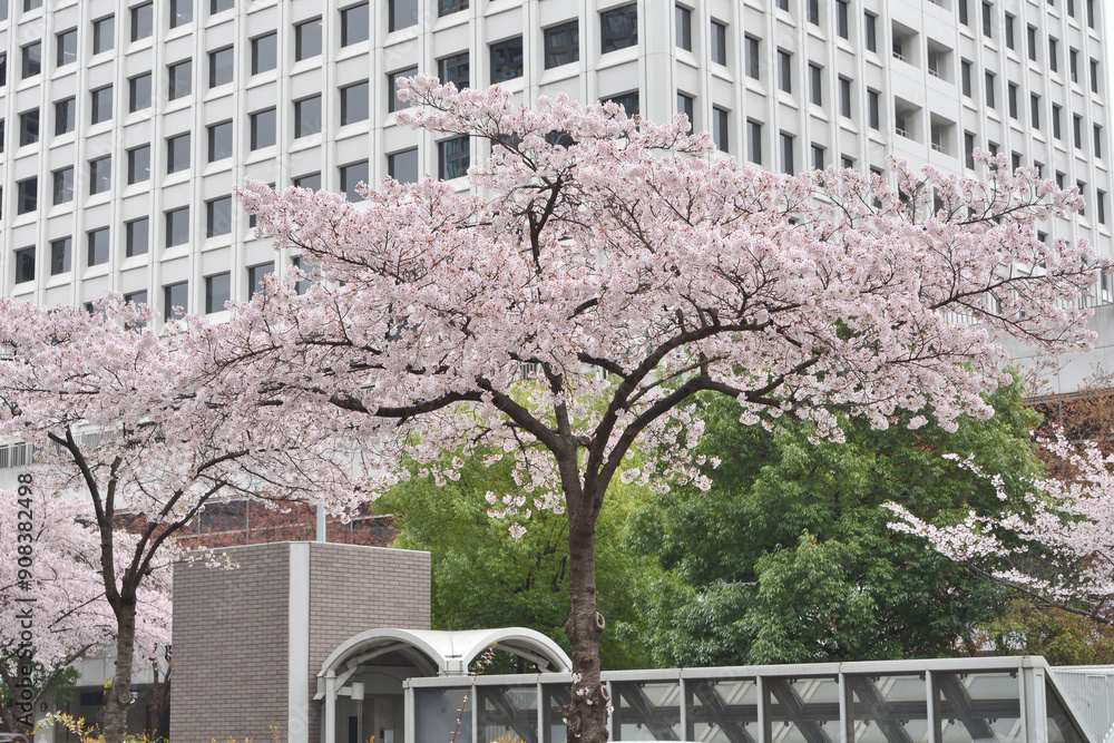 Obraz premium 大阪駅前ビルの桜