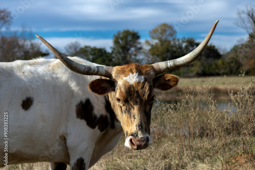 cow on a farm photo