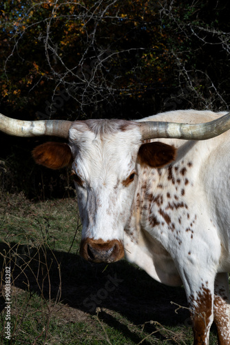 cow on the farm longhorn photo