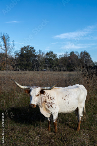 cow on the farm