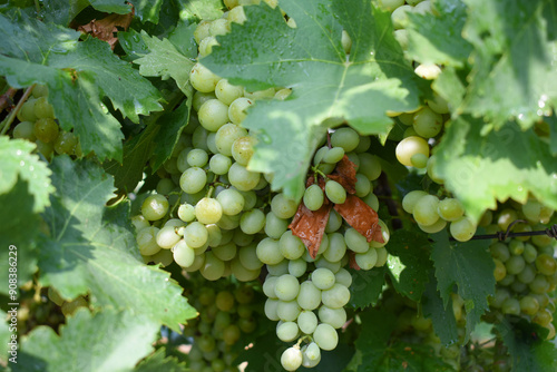 Close up of grapes hanging on Vine, Hanging grapes. Grape farming. Grapes farm. Tasty green grape bunches hanging on branch. Grapes With Selective Focus on the subject, Chakwal, Punjab, Pakistan