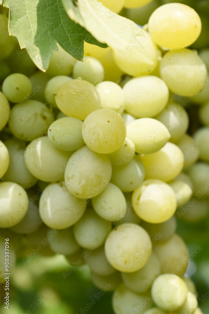 Close up of grapes hanging on Vine, Hanging grapes. Grape farming. Grapes farm. Tasty green grape bunches hanging on branch. Grapes With Selective Focus on the subject, Chakwal, Punjab, Pakistan Close up of grapes hanging on Vine, Hanging grapes. Grape farming. Grapes farm. Tasty green grape bunches hanging on branch. Grapes With Selective Focus on the subject, Chakwal, Punjab, Pakistan