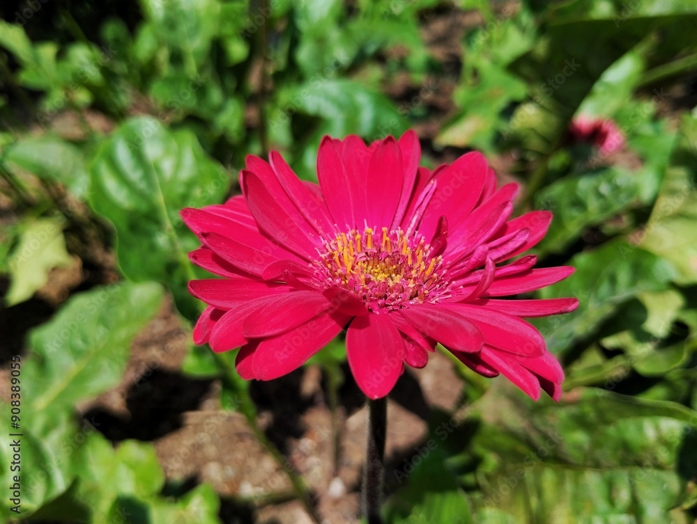 Obraz premium View of the Barberton daisy blooming against the backdrop of a colorful flower garden