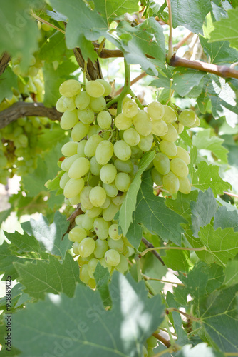 Close up of grapes hanging on Vine, Hanging grapes. Grape farming. Grapes farm. Tasty green grape bunches hanging on branch. Grapes With Selective Focus on the subject, Chakwal, Punjab, Pakistan