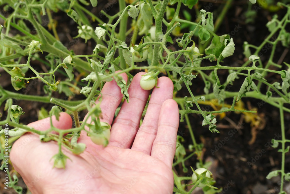 Farmer's hands examining young cherry tomato plants affected by pests Farmer's hands examining young cherry tomato plants affected by pests