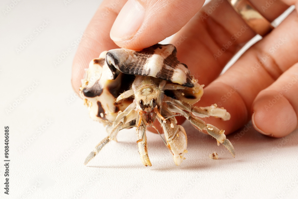 Obraz premium Fingers holding a hermit crab, gray with black eyes, in a striped white and brown shell, photographed against a white background.