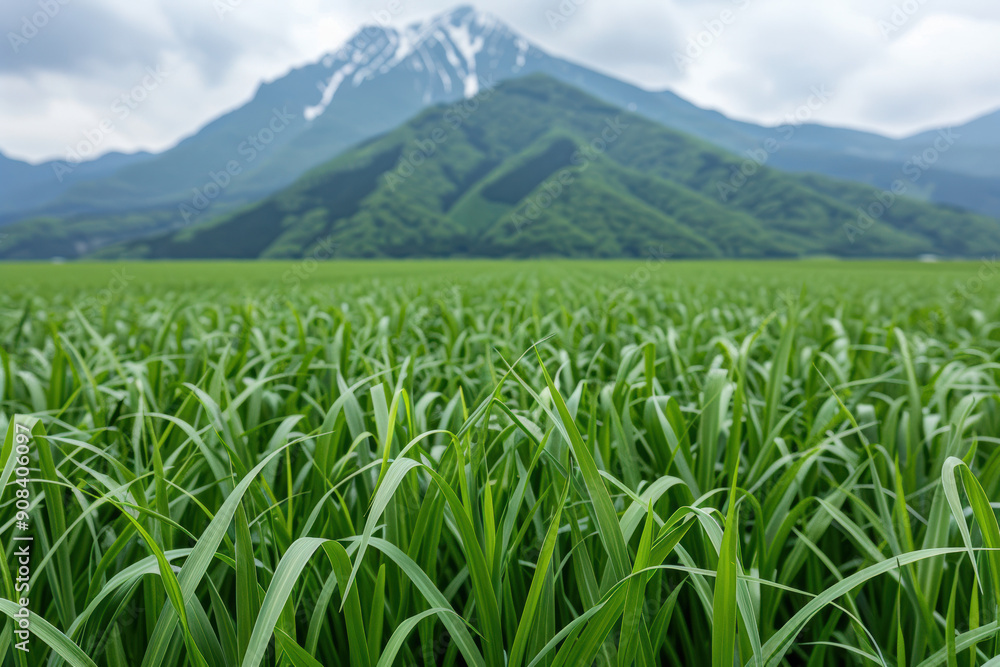 Lush green rice field with a majestic snow-capped mountain in the background, under a cloudy sky. Lush green rice field with a majestic snow-capped mountain in the background, under a cloudy sky.