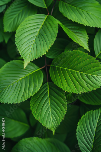 Close-up shot of vibrant green leaves with detailed veins and textures, creating a natural and fresh aesthetic perfect for backgrounds or nature themes.