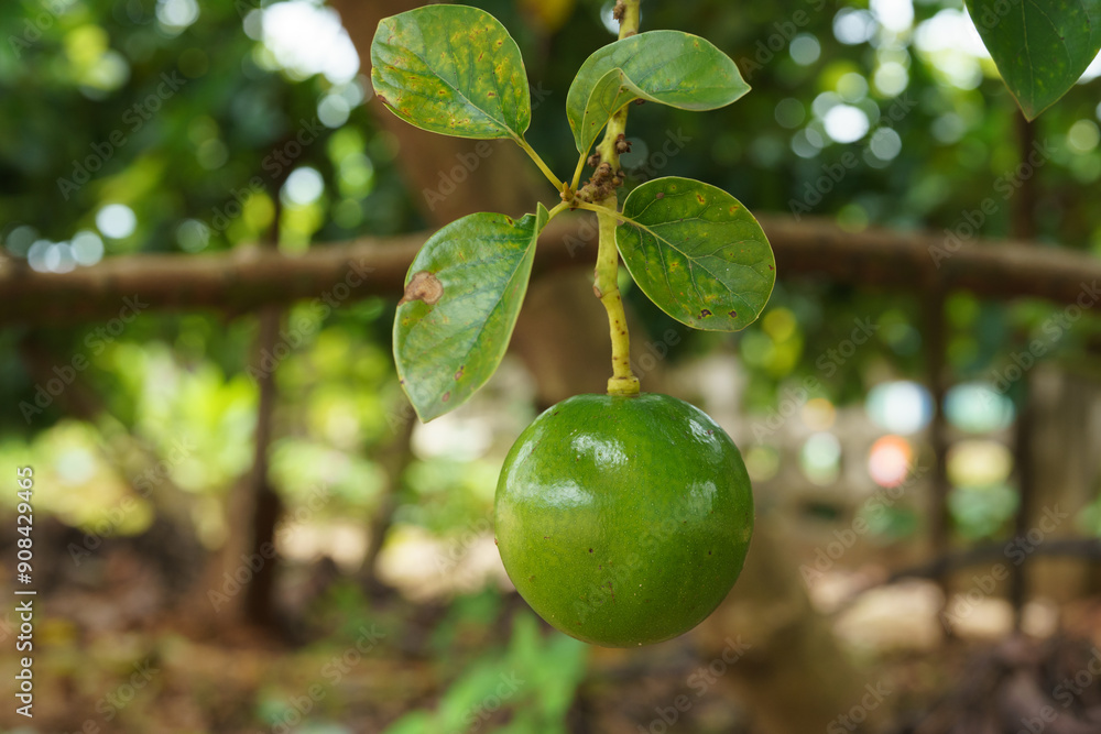 Avocado fruit on the tree, photographed under the tree. Avocado fruit on the tree, photographed under the tree.