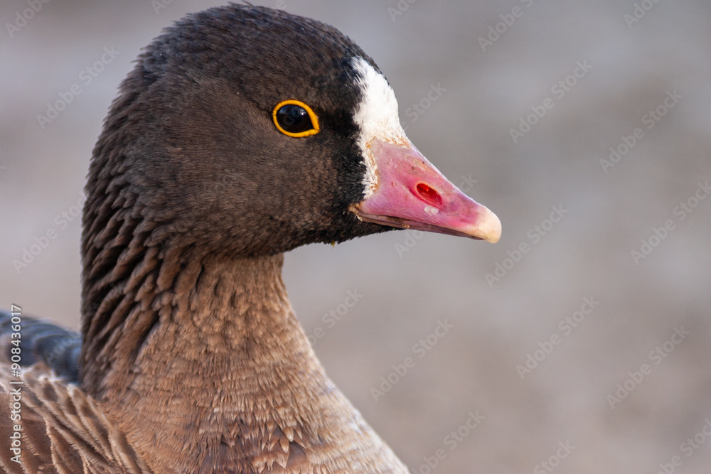 Closeup of Lesser white-fronted goose (Anser erythropus) Closeup of Lesser white-fronted goose (Anser erythropus)