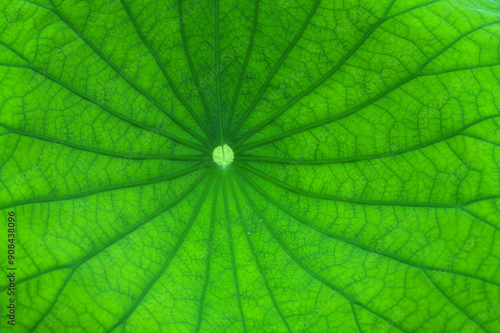 Close up on green lotus flower leaf with dew as background Close up on green lotus flower leaf with dew as background
