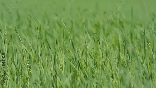 Wallpaper Mural グリーンの牧草地4 Torontodigital.ca