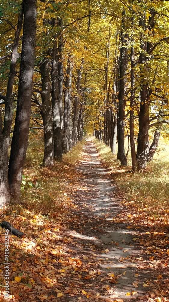 Vertical video of walk along the autumn linden tree alley. Sunrays shine through the trunks and crowns of trees. Vertical video of walk along the autumn linden tree alley. Sunrays shine through the trunks and crowns of trees.