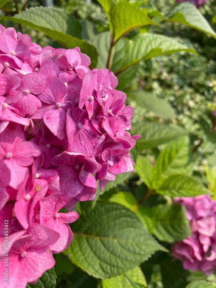 Obraz premium pink hydrangea flowers