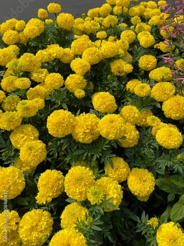 yellow marigold flowers in the garden #908460837