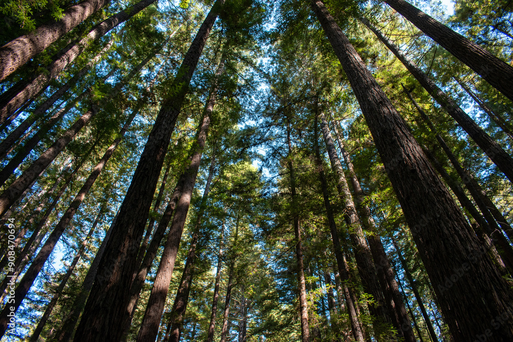 Fototapeta premium Tall redwoods