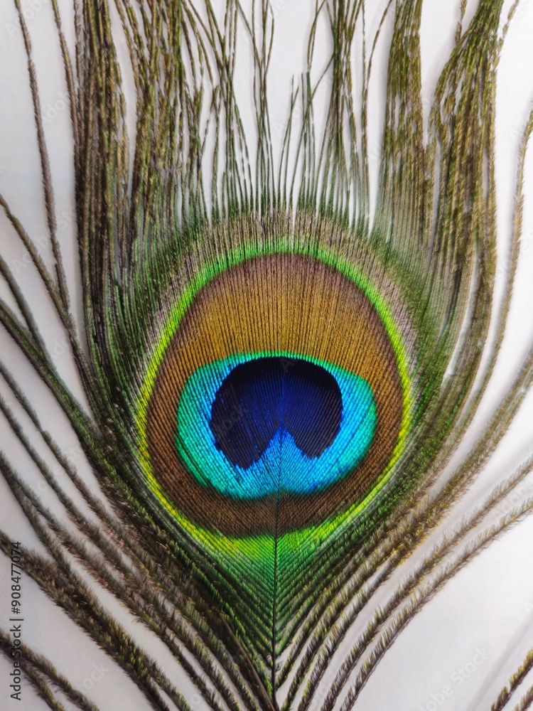 Obraz premium Colorful Peacock feather